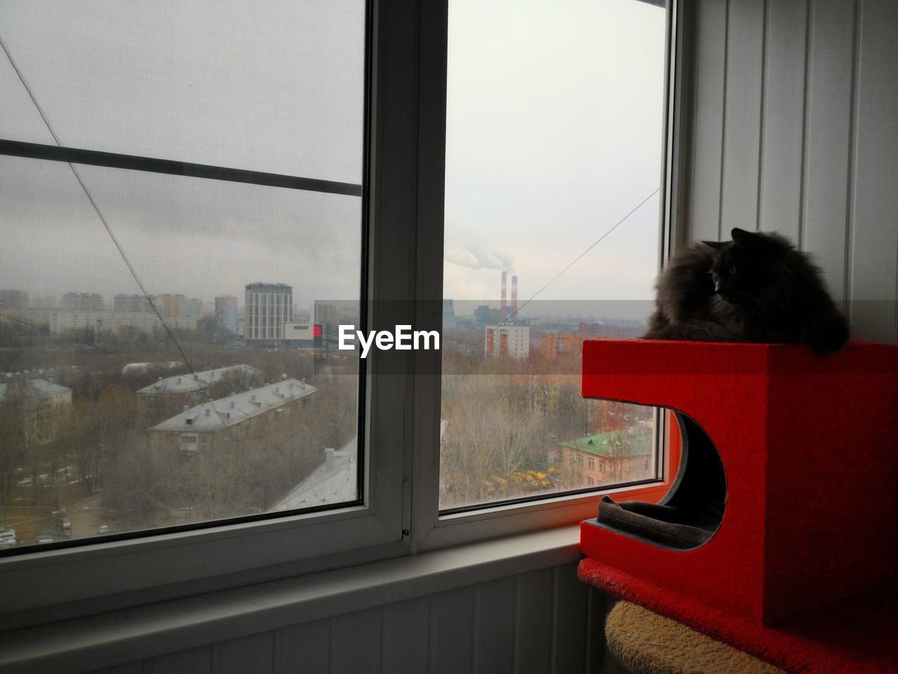 Cat looking through window