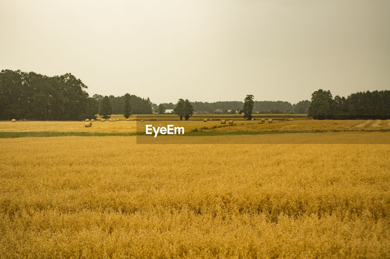 Scenic view of agricultural field against clear sky