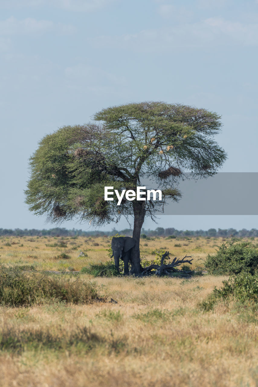 Elephant standing by tree against sky on sunny day