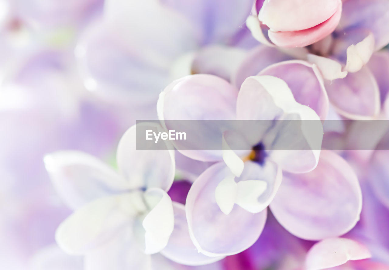 flower, plant, flowering plant, lilac, beauty in nature, freshness, pink, purple, petal, nature, fragility, close-up, blossom, lavender, springtime, growth, no people, inflorescence, flower head, macro photography, selective focus, orchid, outdoors, focus on foreground, softness, backgrounds