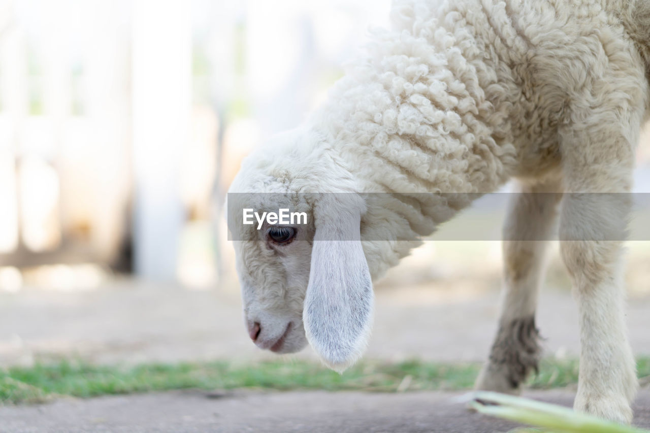 CLOSE-UP OF A SHEEP IN RANCH