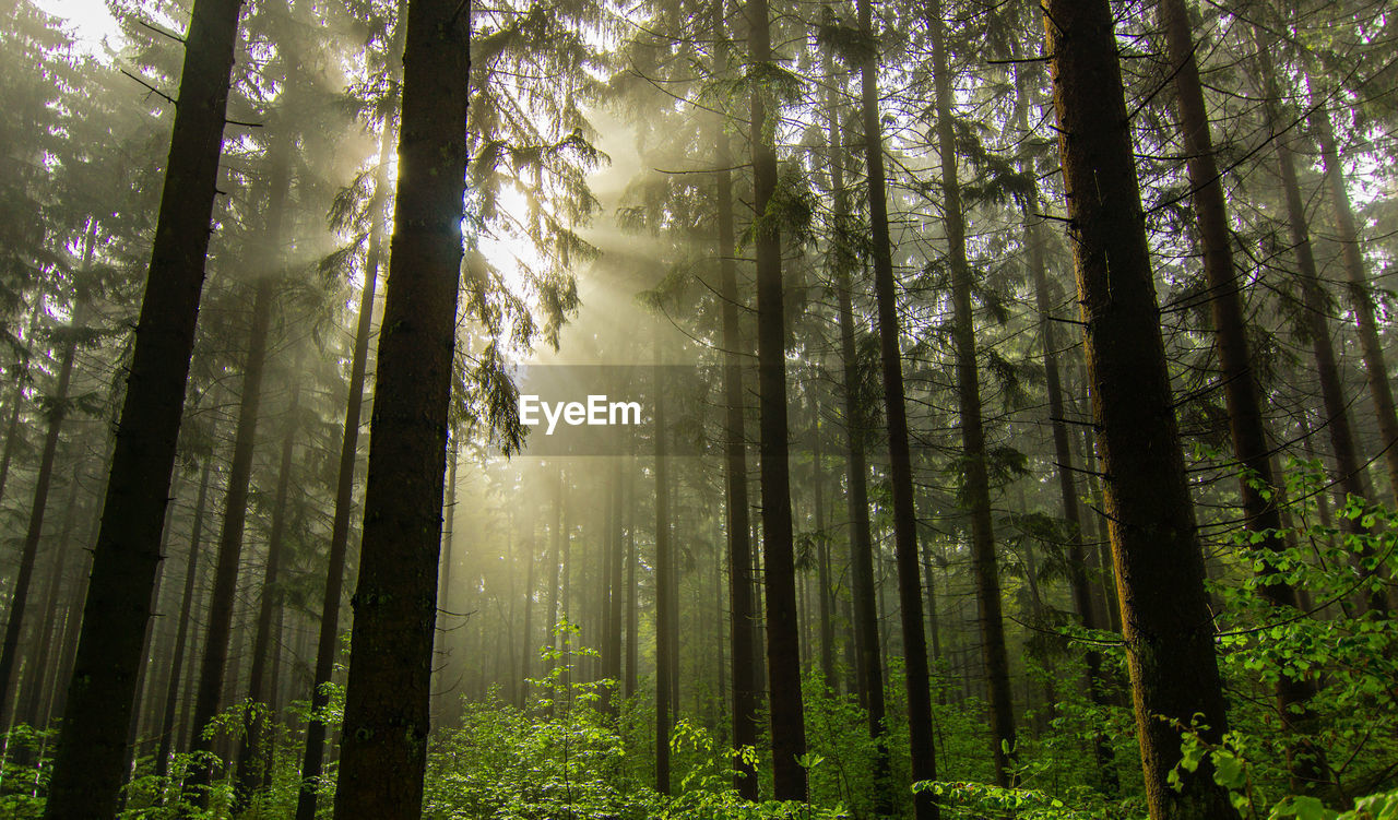 Low angle view of trees in forest