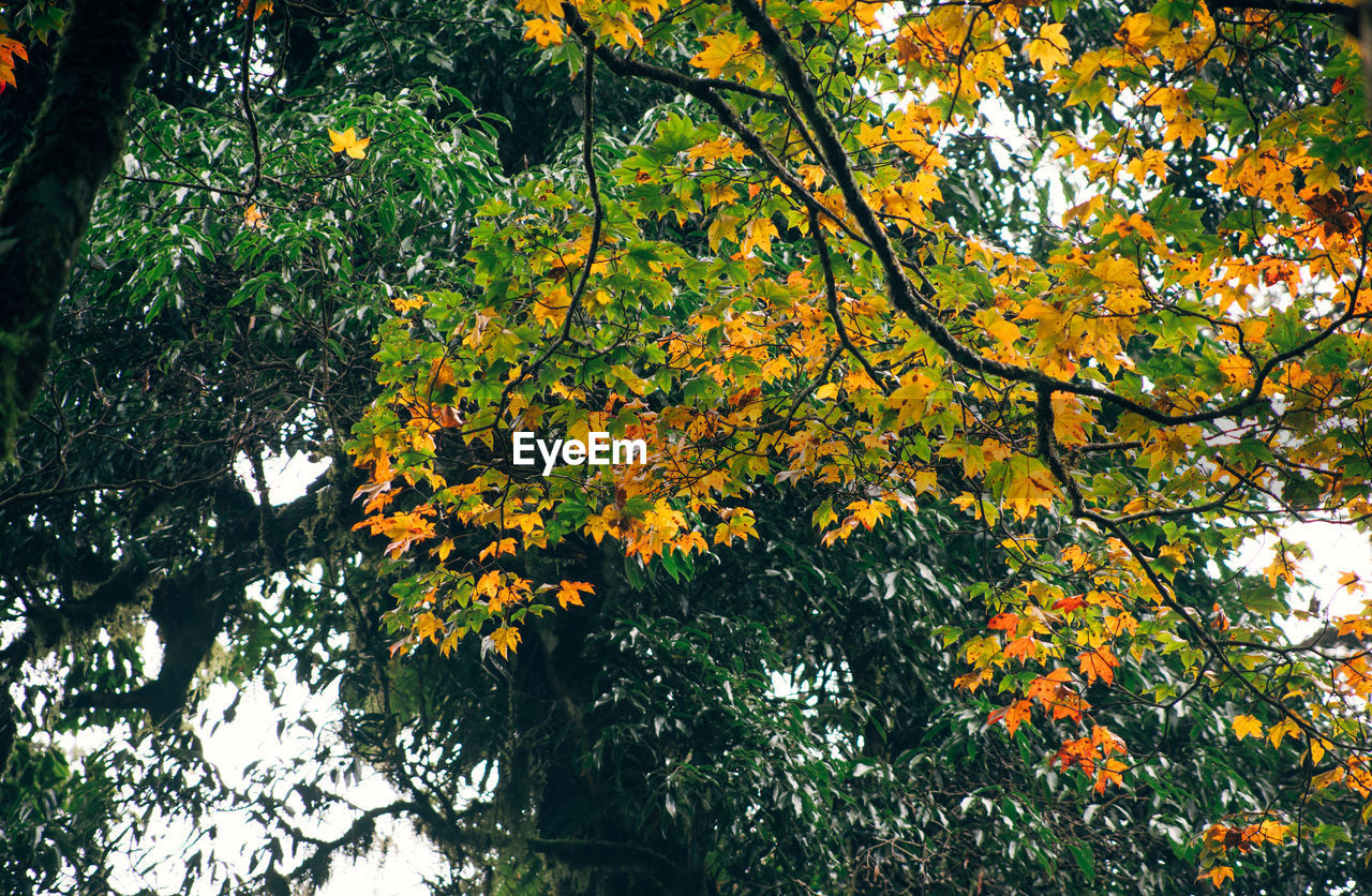 plant, tree, growth, low angle view, leaf, branch, beauty in nature, nature, no people, autumn, day, sunlight, yellow, plant part, orange color, outdoors, green, tranquility, flower, freshness