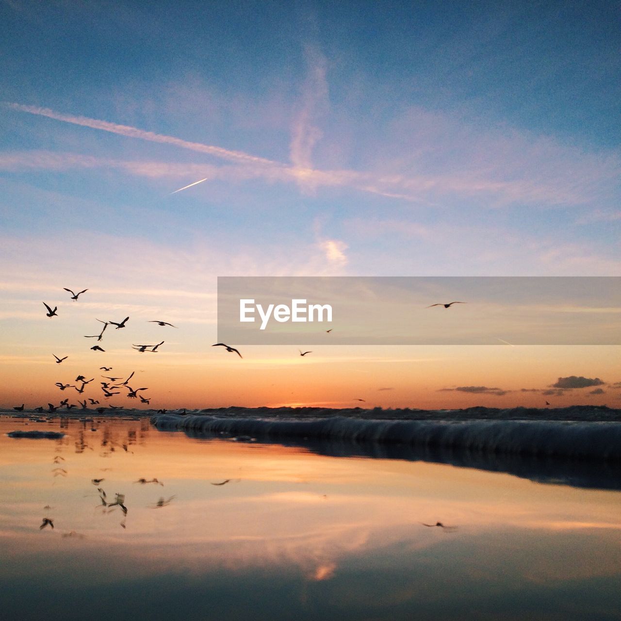 Silhouette birds flying over beach during sunset