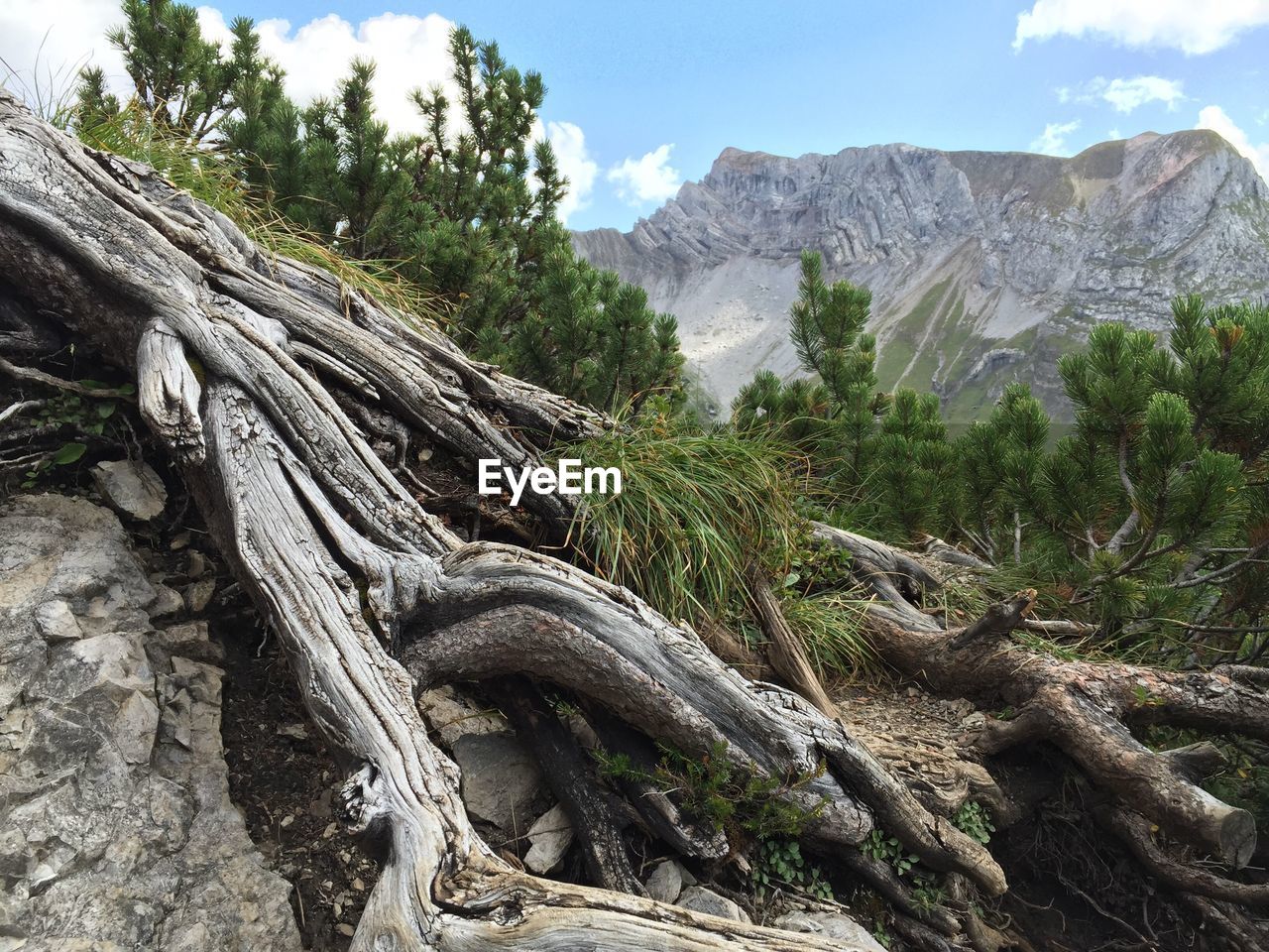 Close-up of tree against mountain