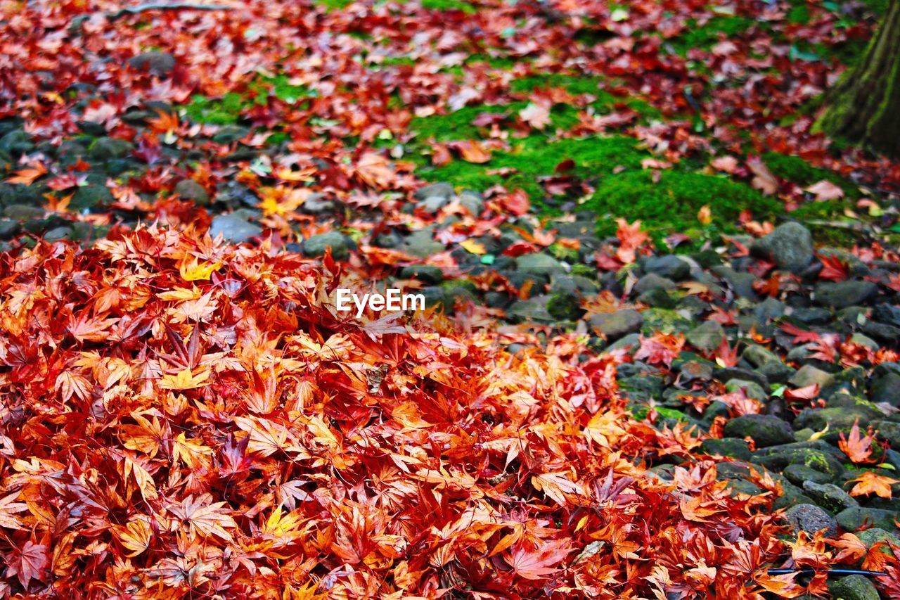 FULL FRAME SHOT OF AUTUMN LEAF