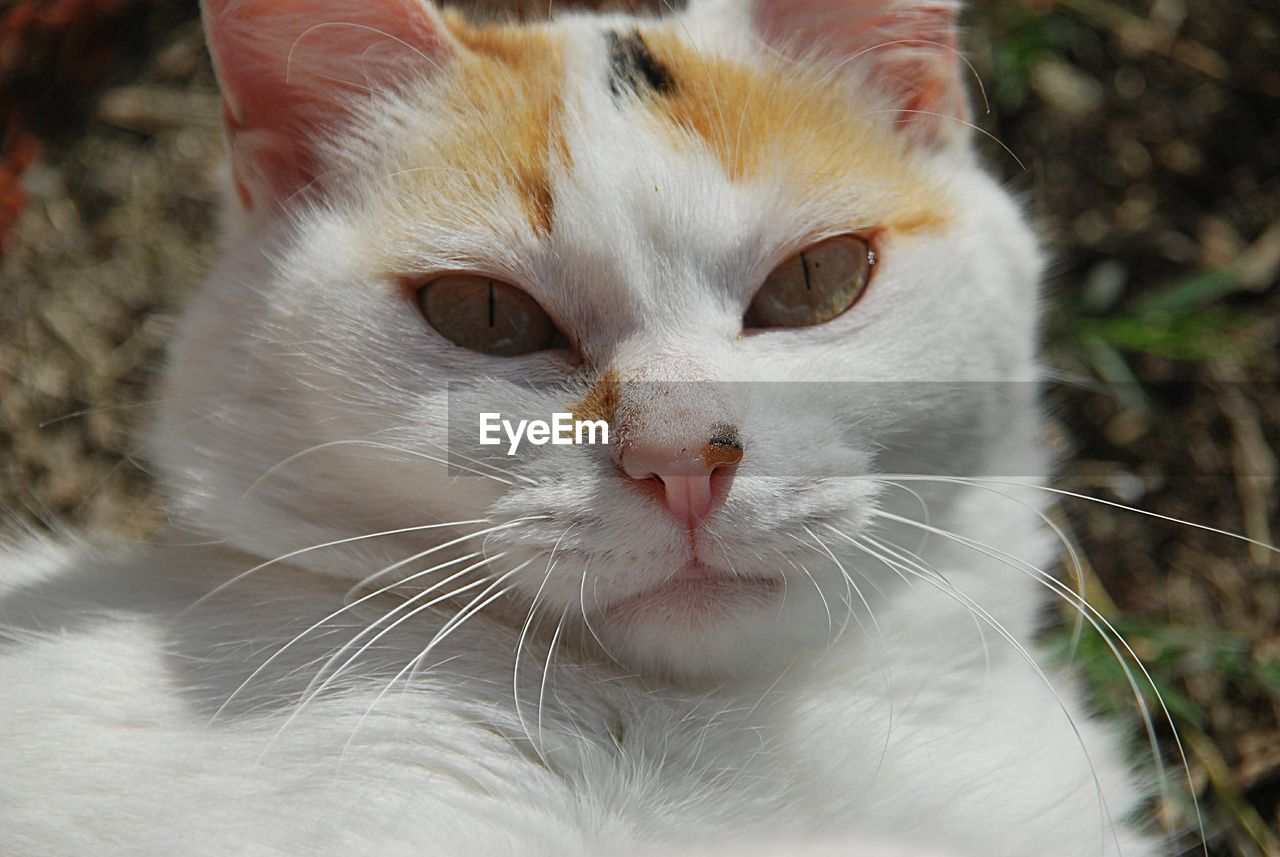 Close-up portrait of a cat