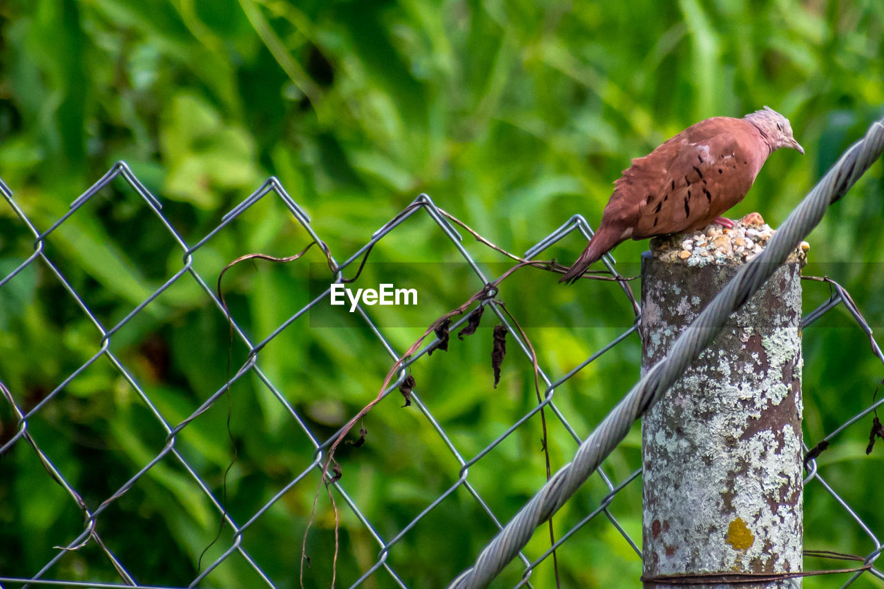 BIRD PERCHING ON FENCE AGAINST PLANTS