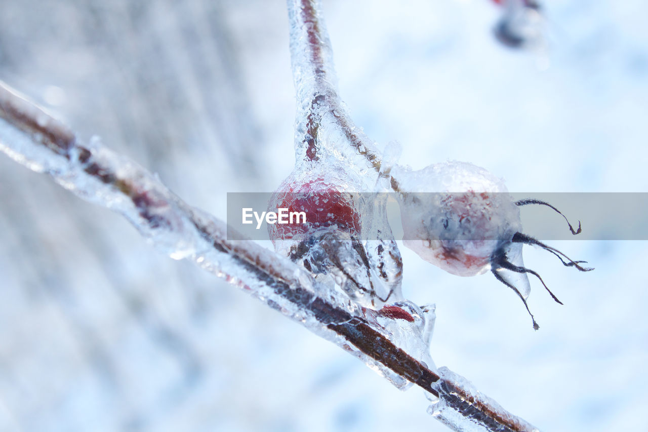 CLOSE-UP OF FROZEN BRANCH AGAINST TREE