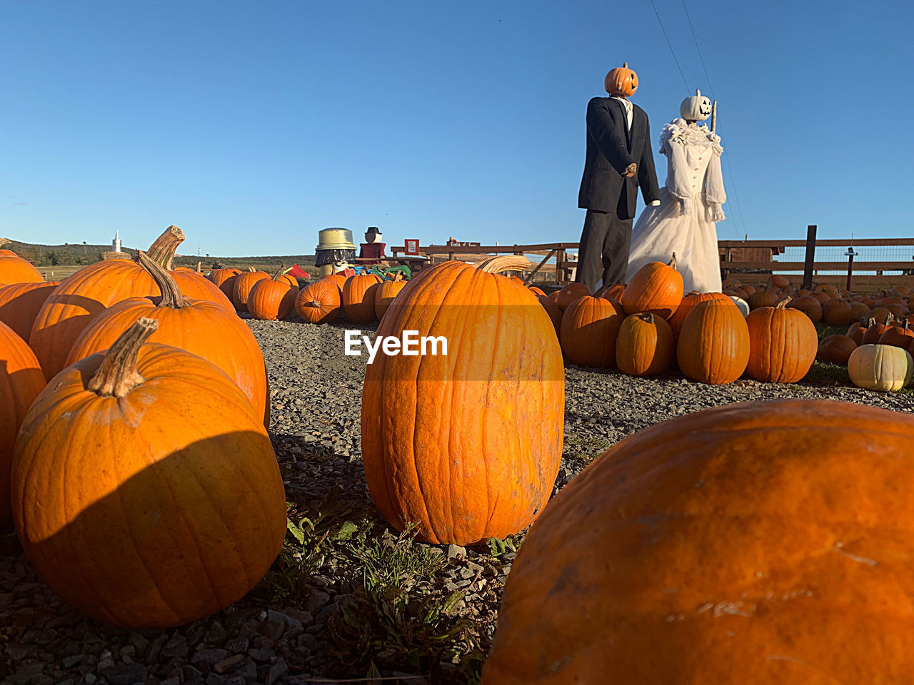 High angle view of pumpkins on field against clear sky