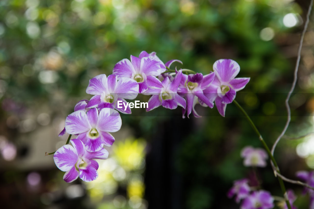 CLOSE-UP OF PURPLE FLOWERS