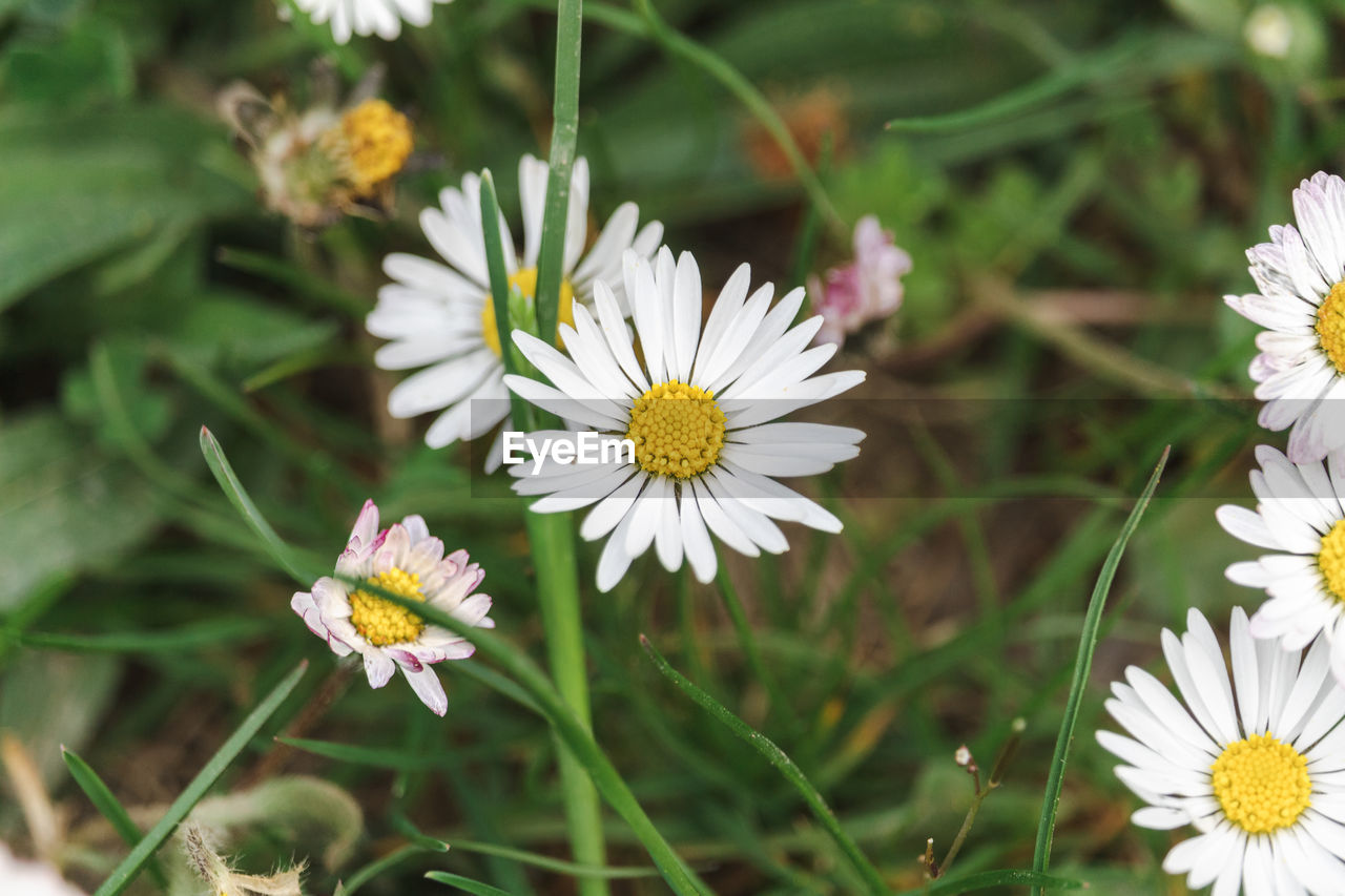 flower, flowering plant, plant, freshness, beauty in nature, nature, flower head, fragility, close-up, petal, daisy, white, growth, inflorescence, meadow, no people, botany, pollen, summer, animal wildlife, yellow, outdoors, focus on foreground, wildflower, animal themes, grass, springtime, animal, blossom, day, multi colored, herb, field, plain, environment