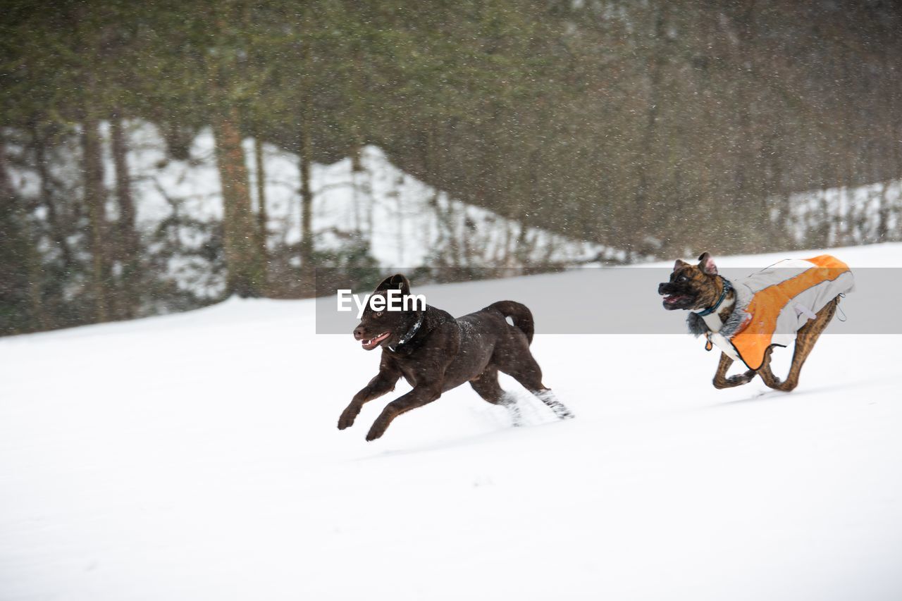 Dog running on snow covered land