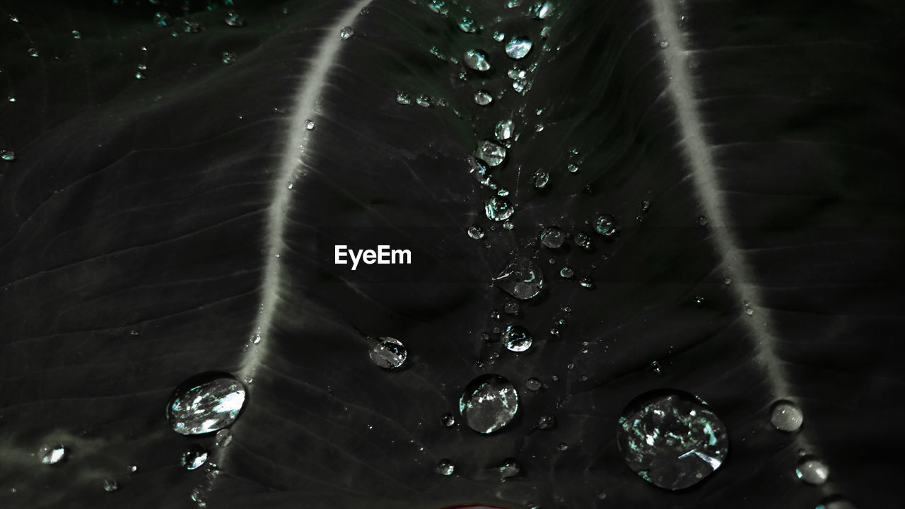 WATER DROPS ON SPIDER WEB