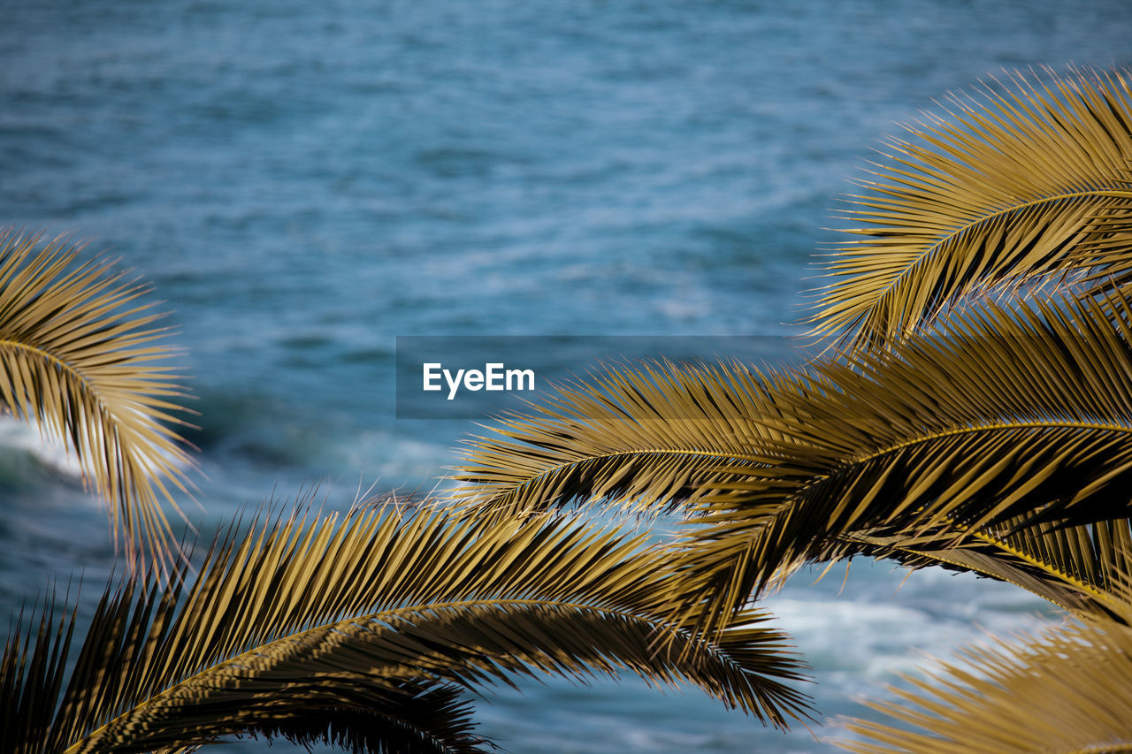 Close-up of palm tree against sea. tropical summer background.