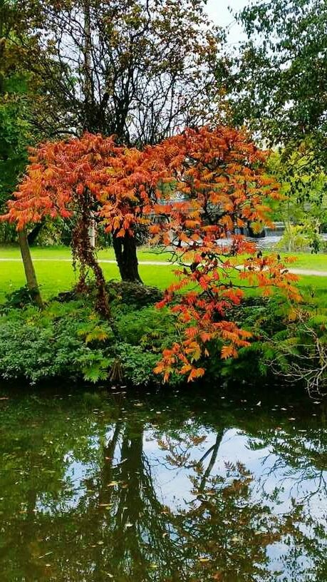 SCENIC VIEW OF AUTUMN TREES