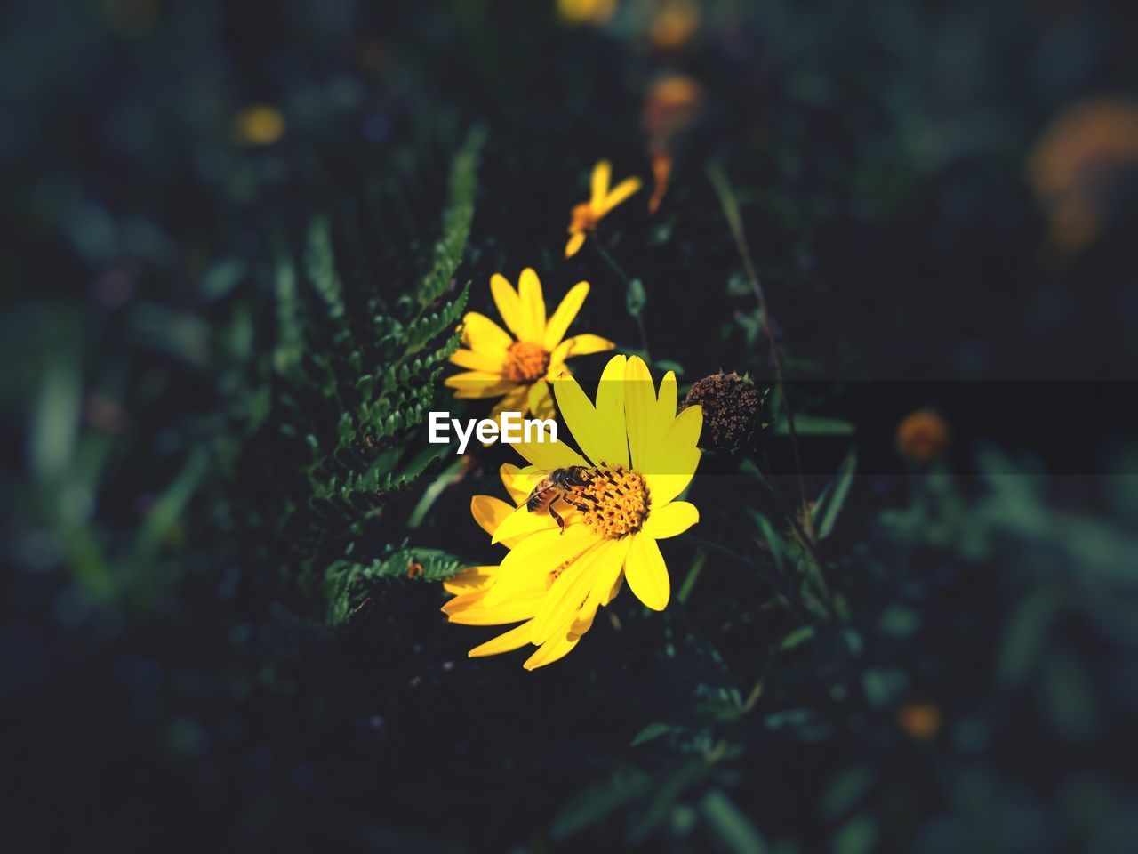 CLOSE-UP OF YELLOW FLOWER ON LAND