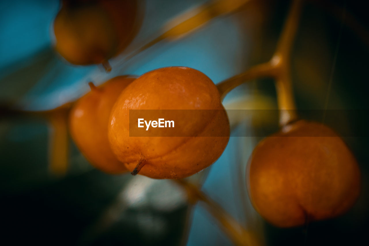 Close-up of orange fruit