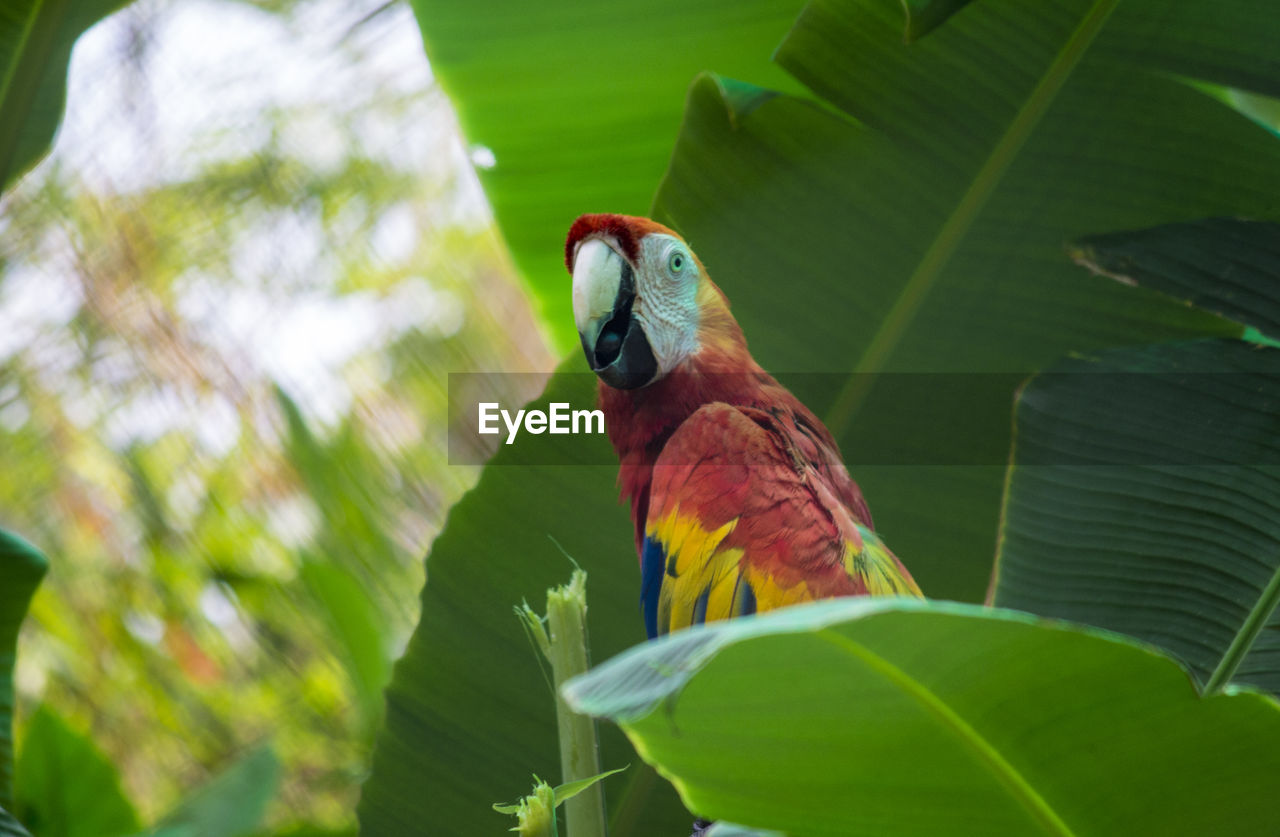 PARROT PERCHING ON TREE