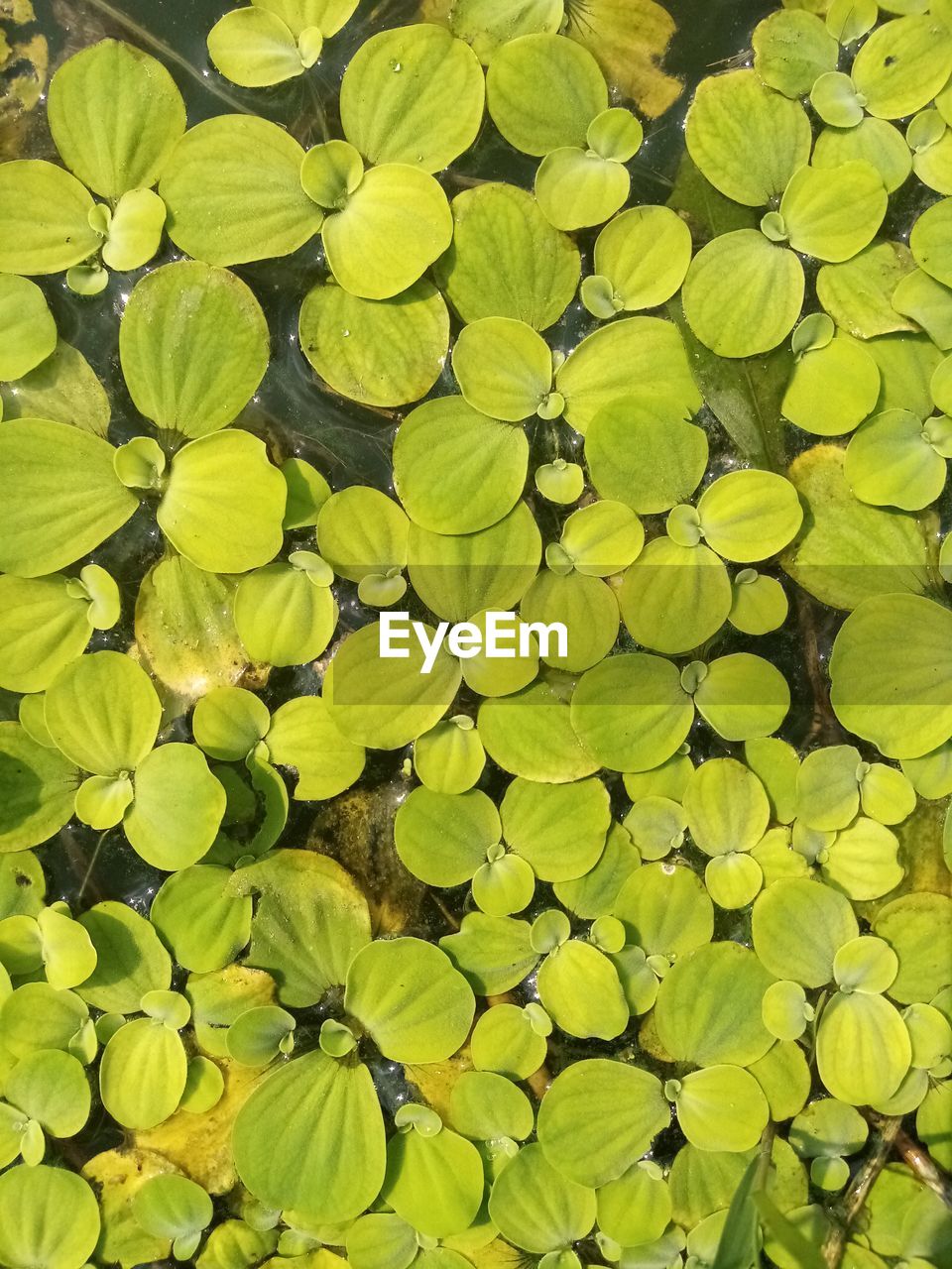 Water plants in the pond