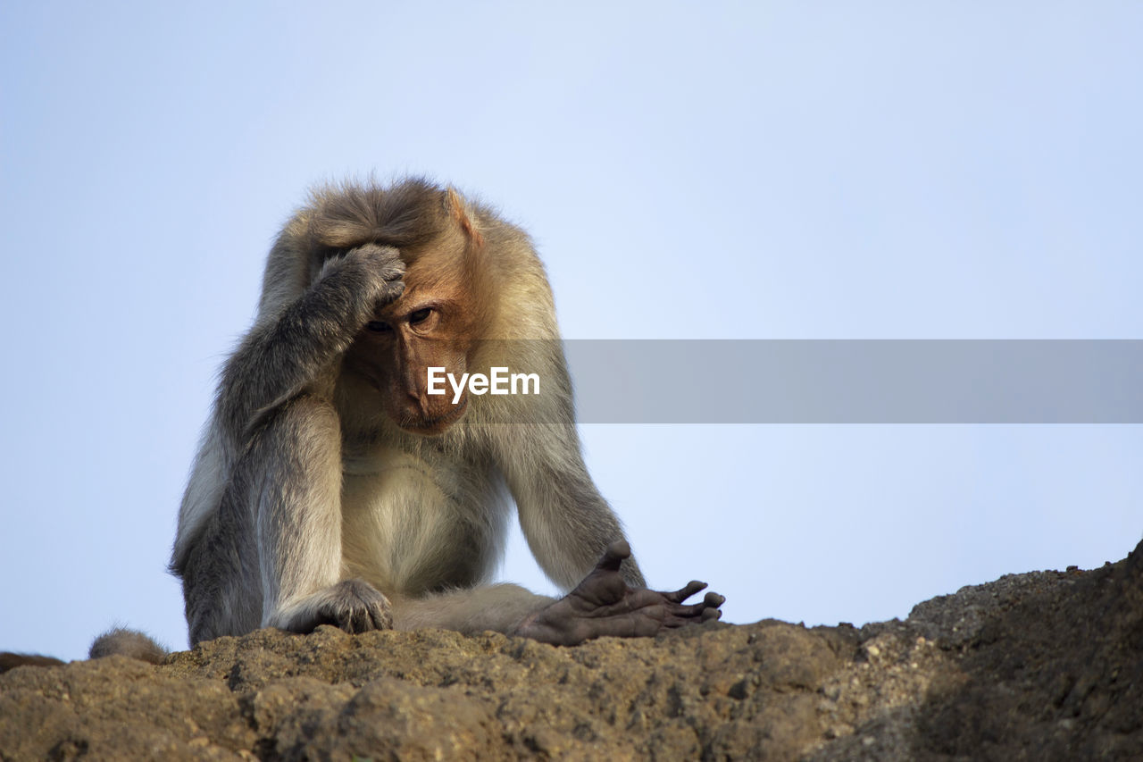 LOW ANGLE VIEW OF MONKEY ON ROCK AGAINST SKY