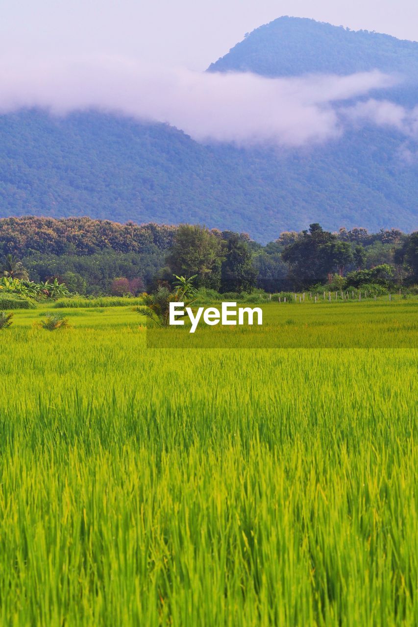 SCENIC VIEW OF AGRICULTURAL FIELD