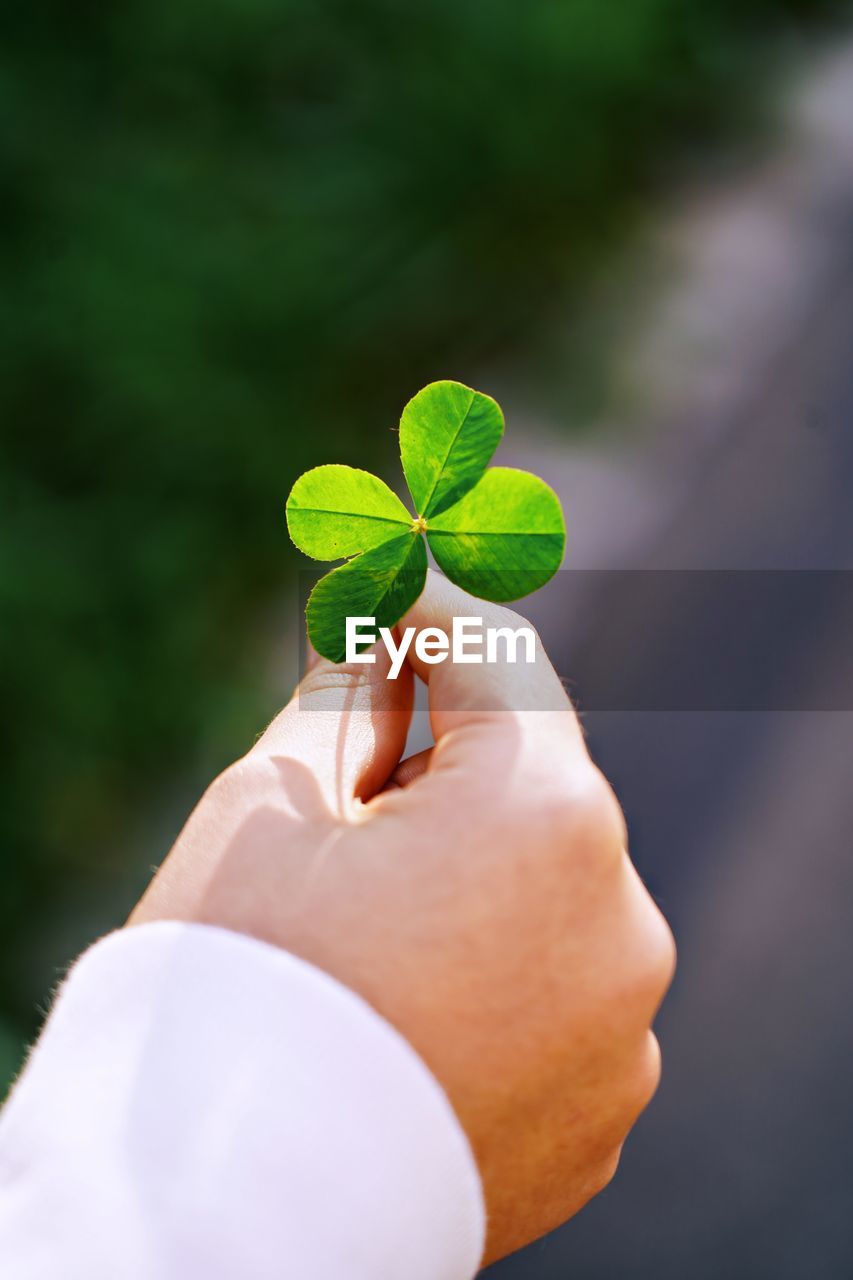 Close-up of hand holding clover leaves