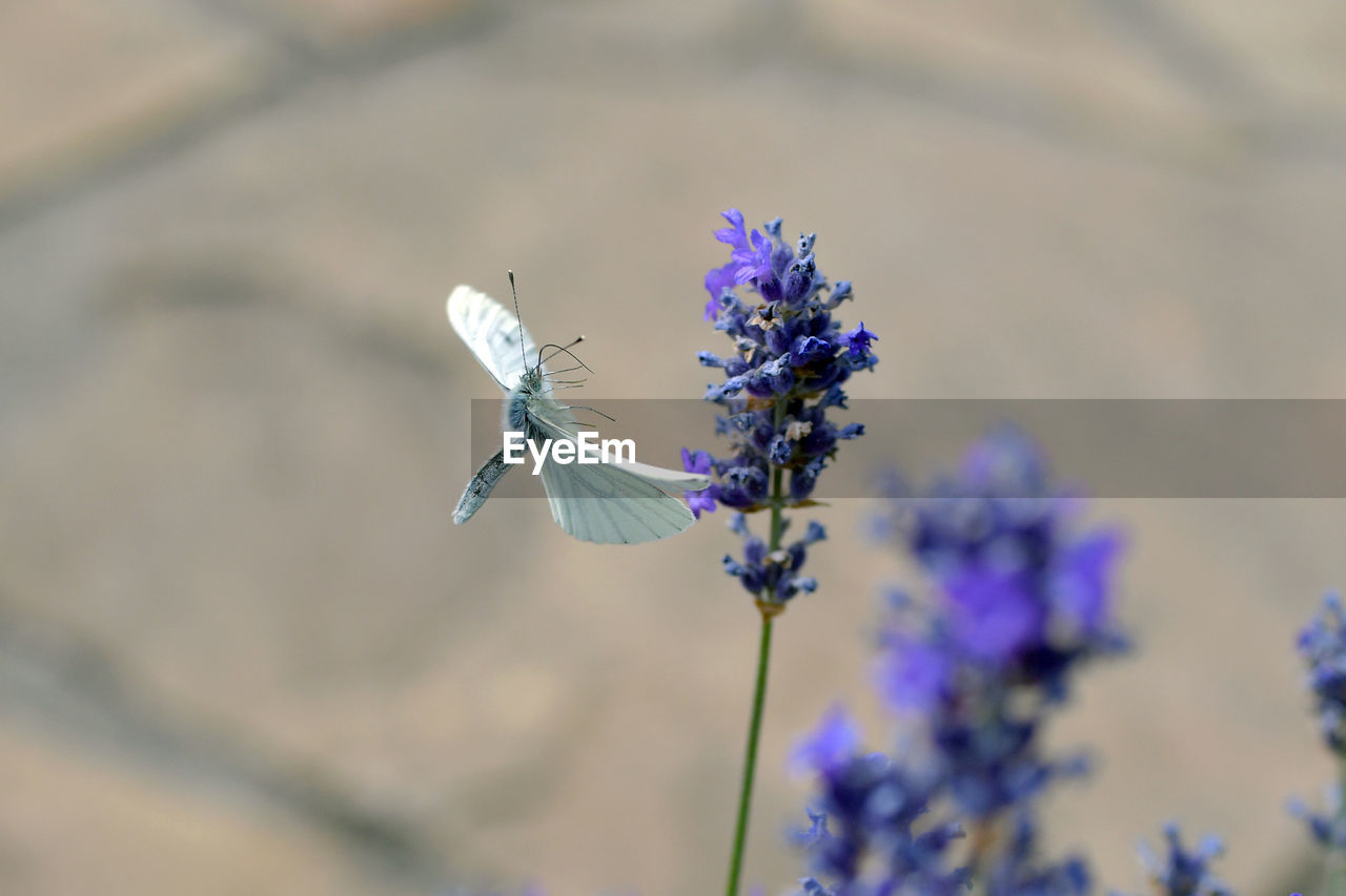 Close-up of butterfly pollinating on purple flower