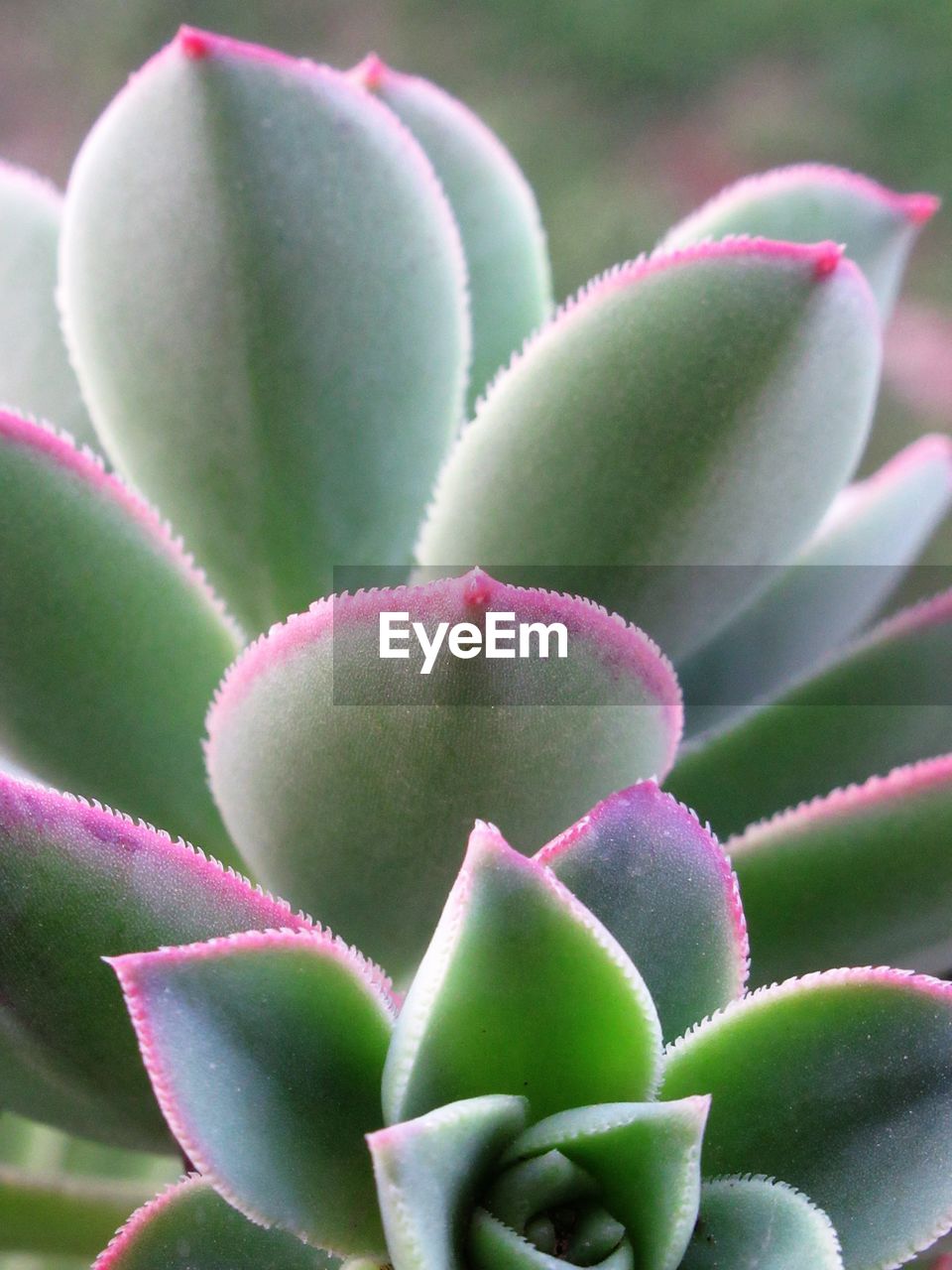 Close-up of succulent plant