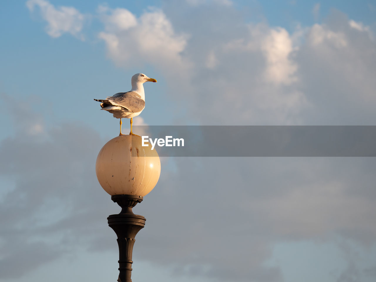 Seagull on a round lamp and the sky with clouds in the background.