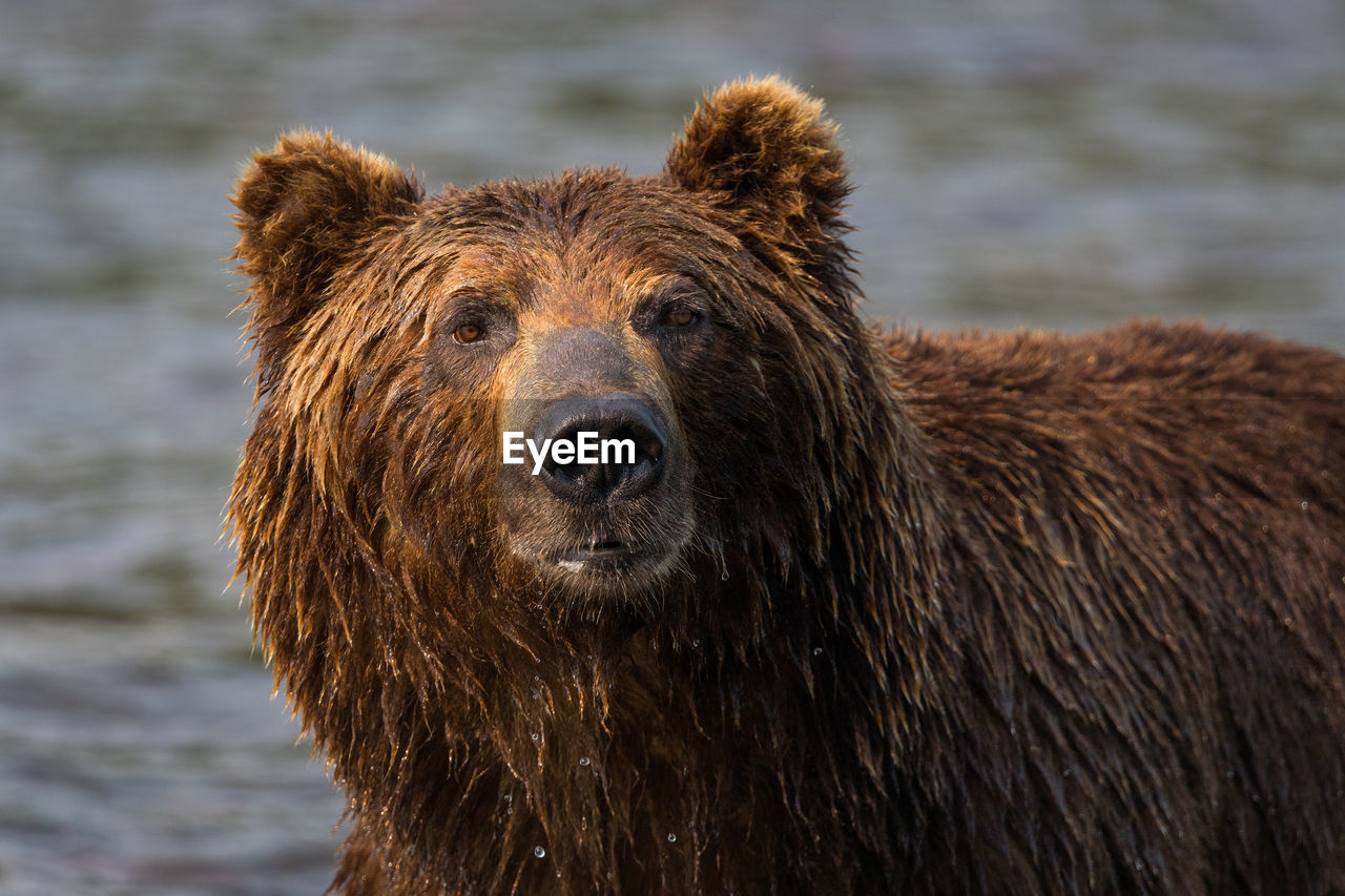 Close-up brown bear