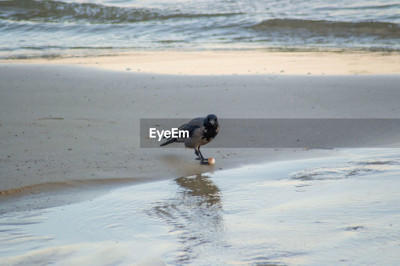 BIRD FLYING OVER BEACH