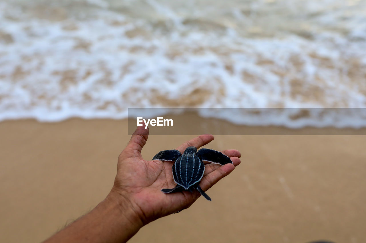 Cropped hand of person holding turtle at beach