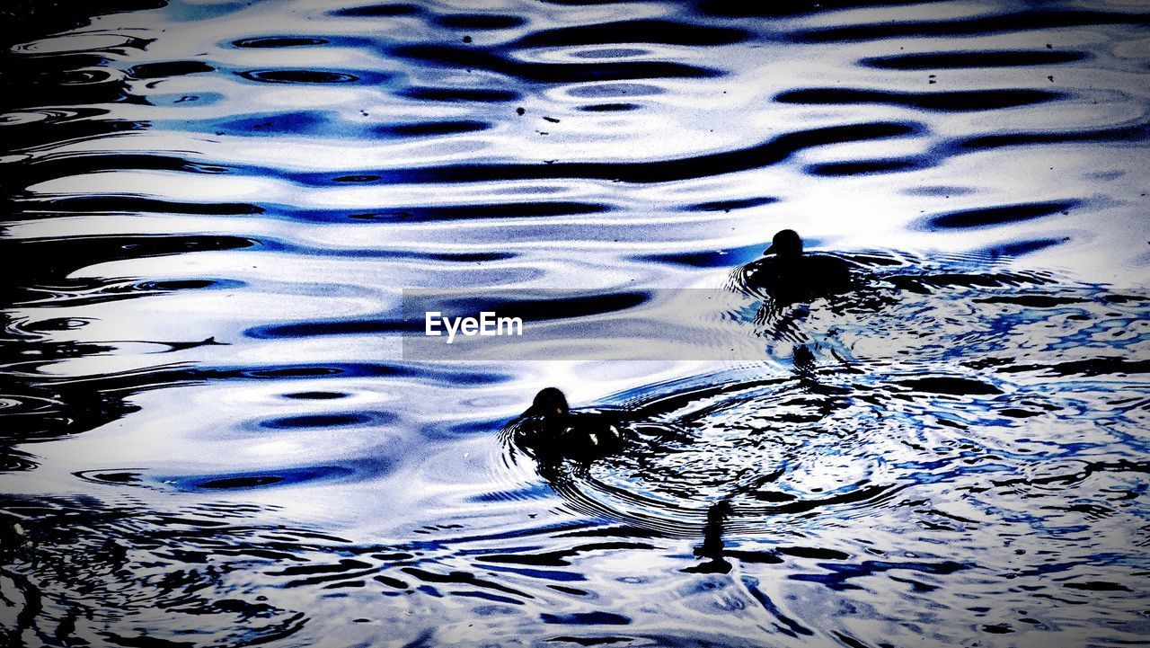 Close-up of duck swimming in lake