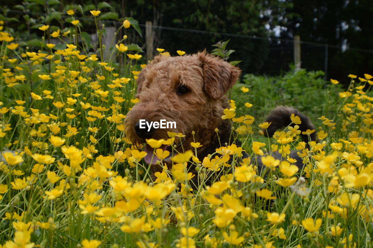 Wire fox terrier amidst yellow flowering plants
