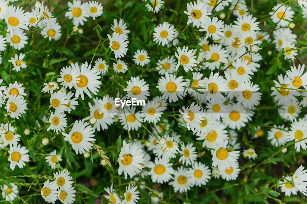 HIGH ANGLE VIEW OF DAISIES IN FIELD