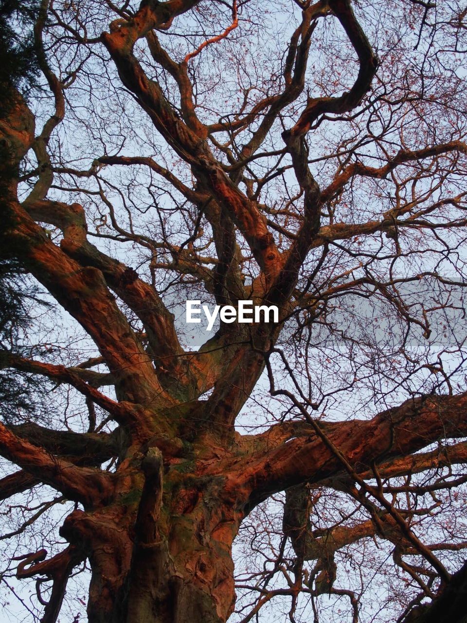 LOW ANGLE VIEW OF TREE AGAINST SKY