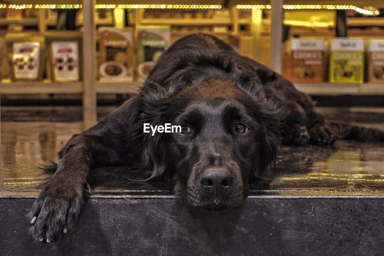 Black dog looking away while lying on table