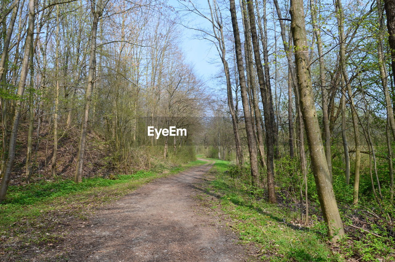 Dirt road amidst trees in forest