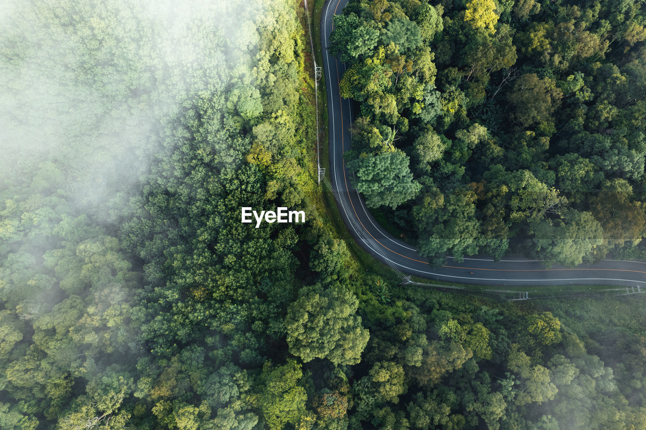 aerial view of road amidst trees