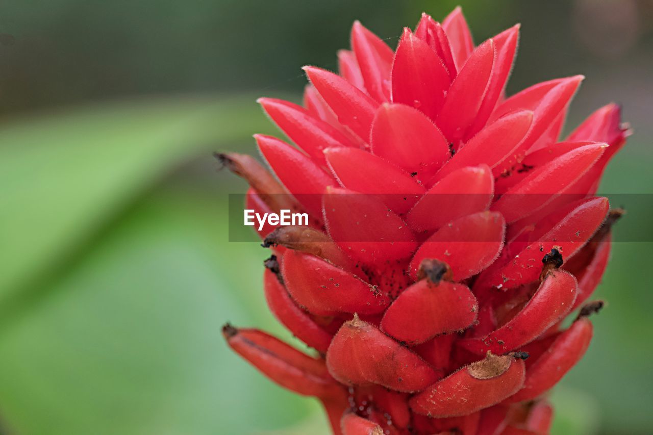 flower, flowering plant, plant, beauty in nature, red, macro photography, freshness, petal, close-up, nature, inflorescence, flower head, fragility, growth, focus on foreground, plant stem, no people, leaf, green, pink, outdoors, day, blossom, vibrant color, water, springtime, plant part, botany