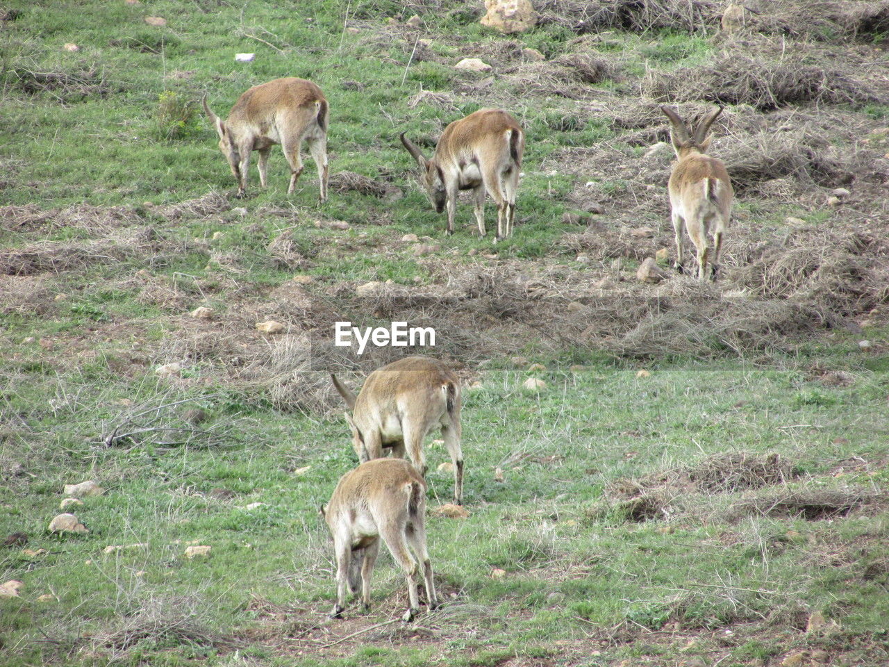 animal themes, animal, mammal, group of animals, field, land, animal wildlife, wildlife, grass, plant, deer, no people, domestic animals, nature, young animal, livestock, day, grazing, herd, antelope, herbivorous, medium group of animals, outdoors, pet, agriculture, standing, animal family, fawn, safari, impala