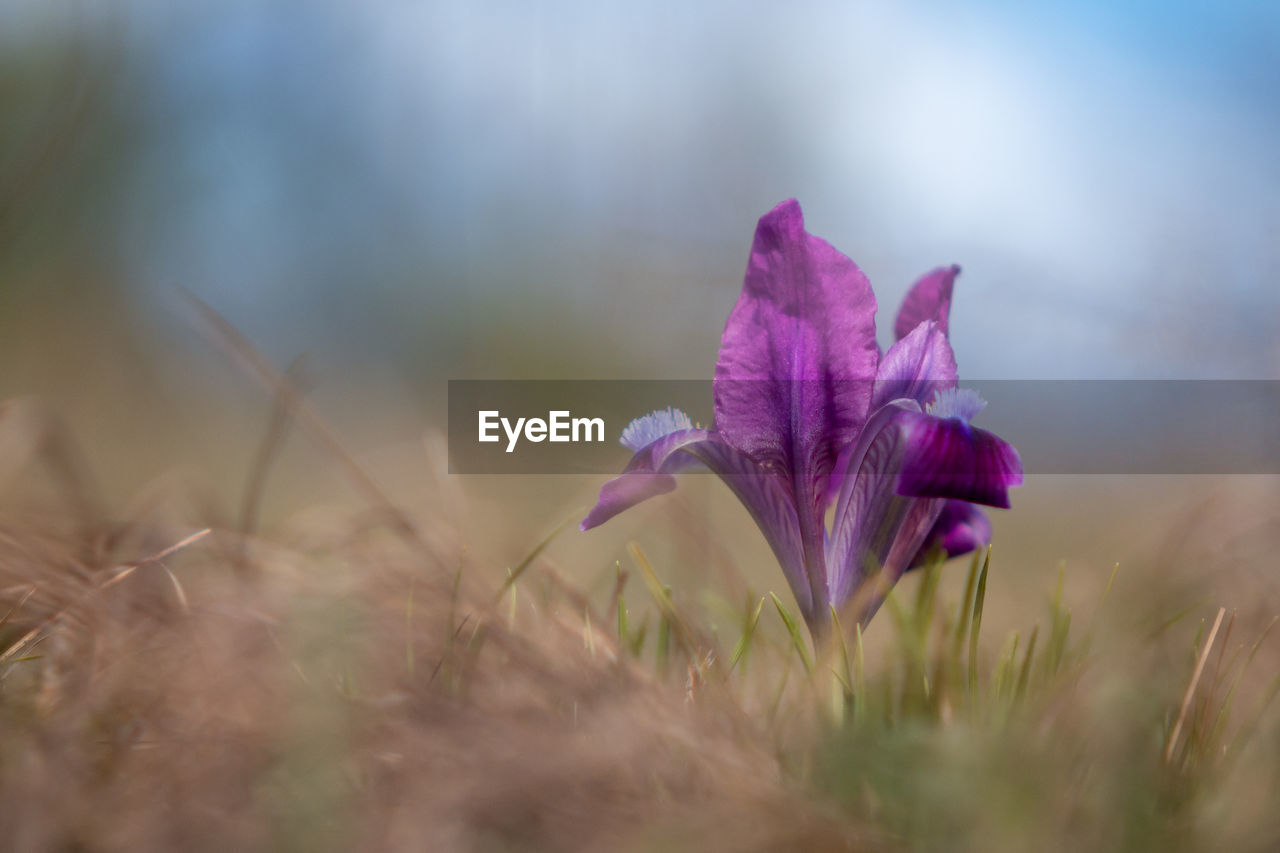 plant, flower, flowering plant, beauty in nature, freshness, nature, purple, macro photography, close-up, fragility, petal, pink, selective focus, growth, inflorescence, flower head, springtime, no people, grass, outdoors, wildflower, sky, plant stem, blossom, environment, landscape, land, magenta, field, day, iris, harebell, botany, focus on foreground