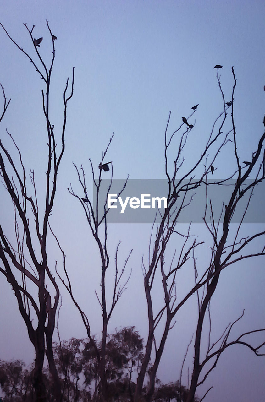 LOW ANGLE VIEW OF BARE TREE AGAINST SKY