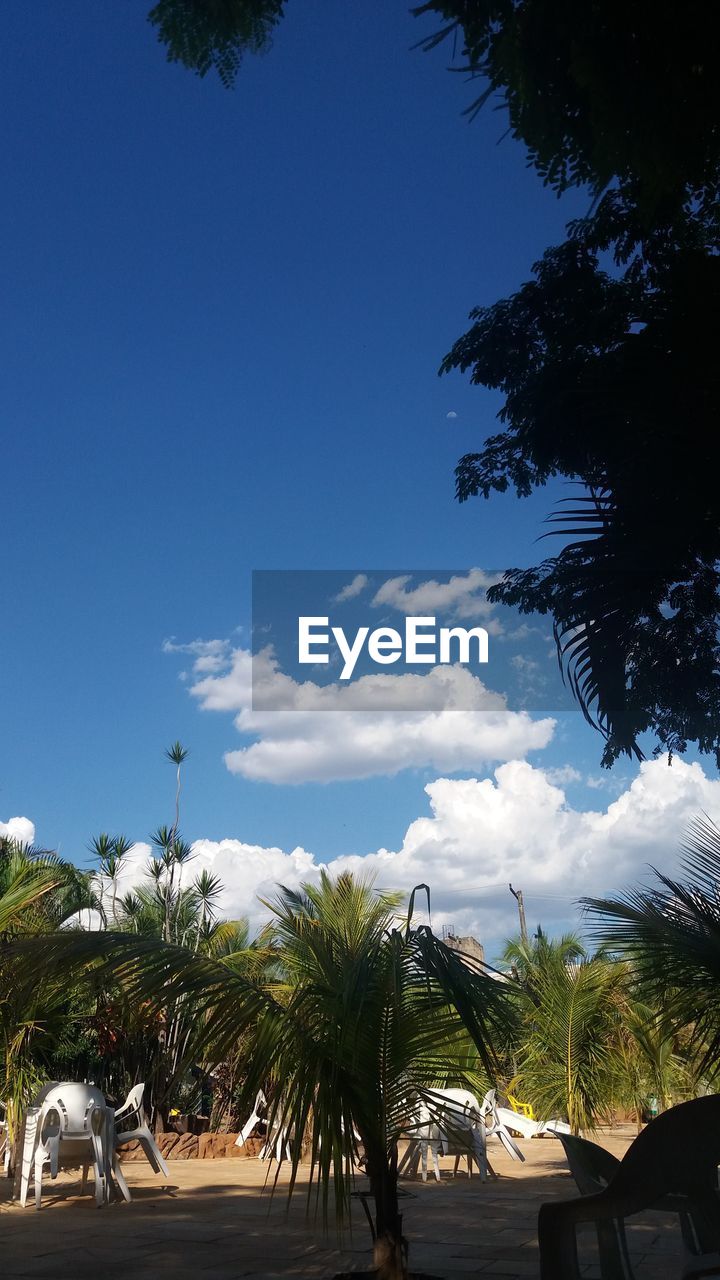 PALM TREES AND SKY