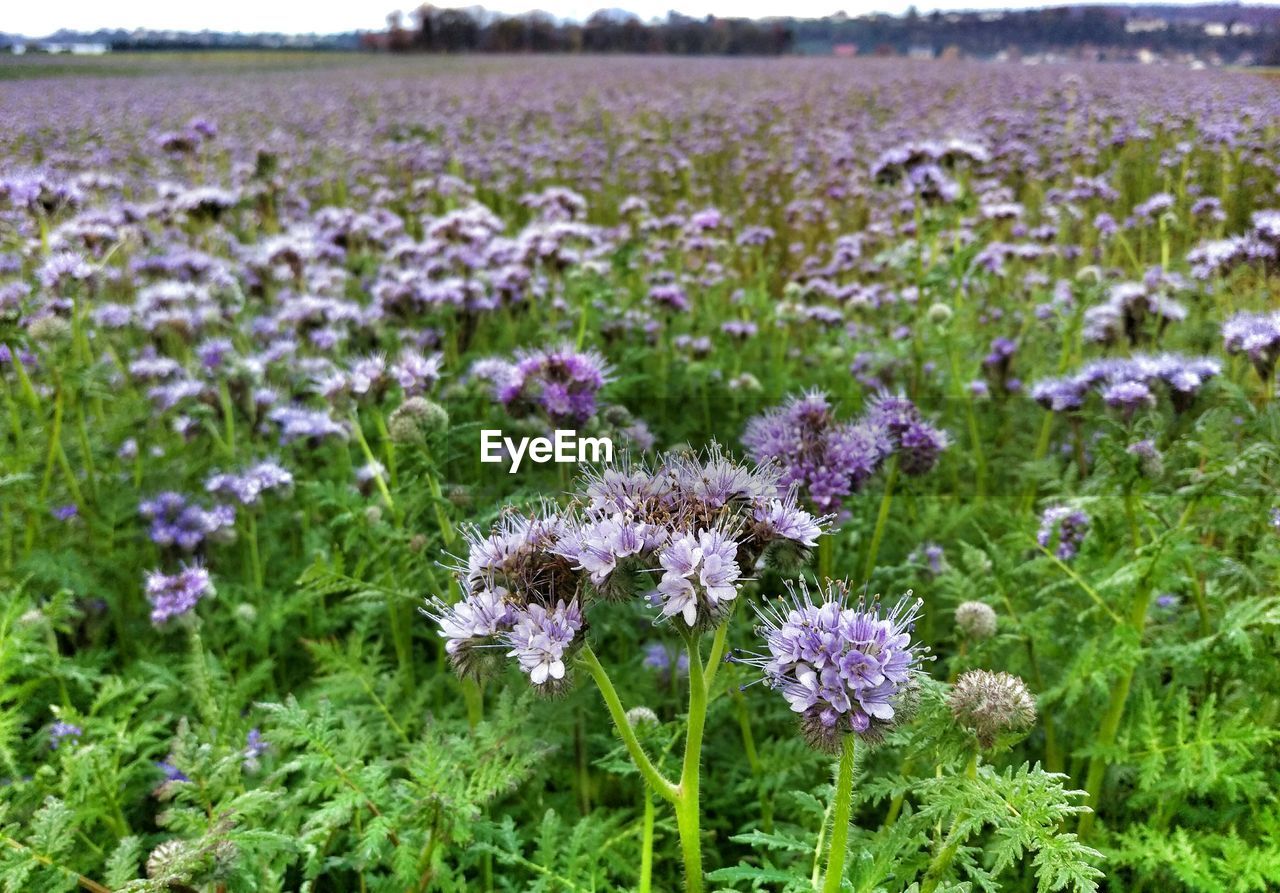 Purple phacelia flowers growing on field