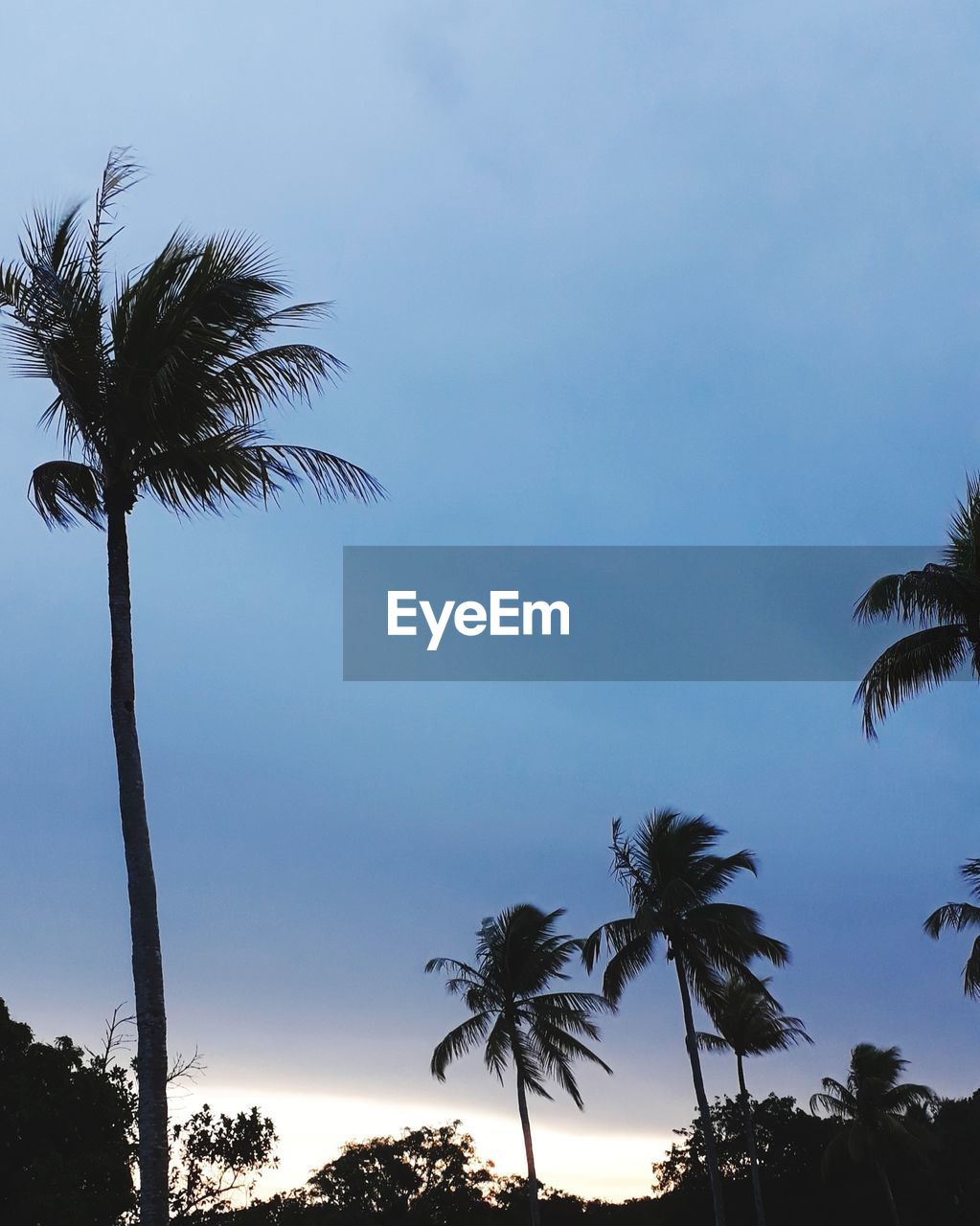 PALM TREES AGAINST SKY