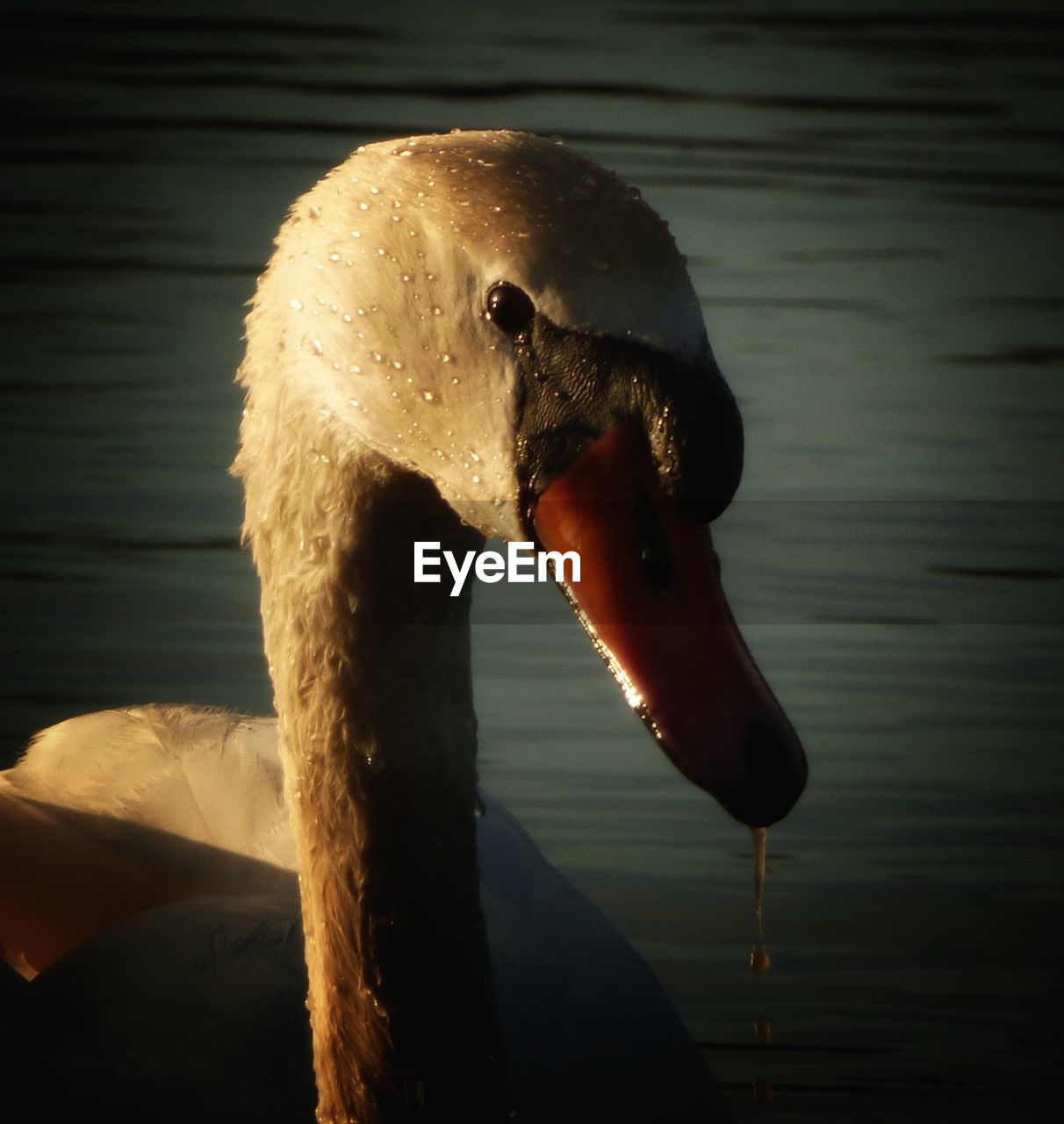 CLOSE-UP OF SWAN ON LAKE