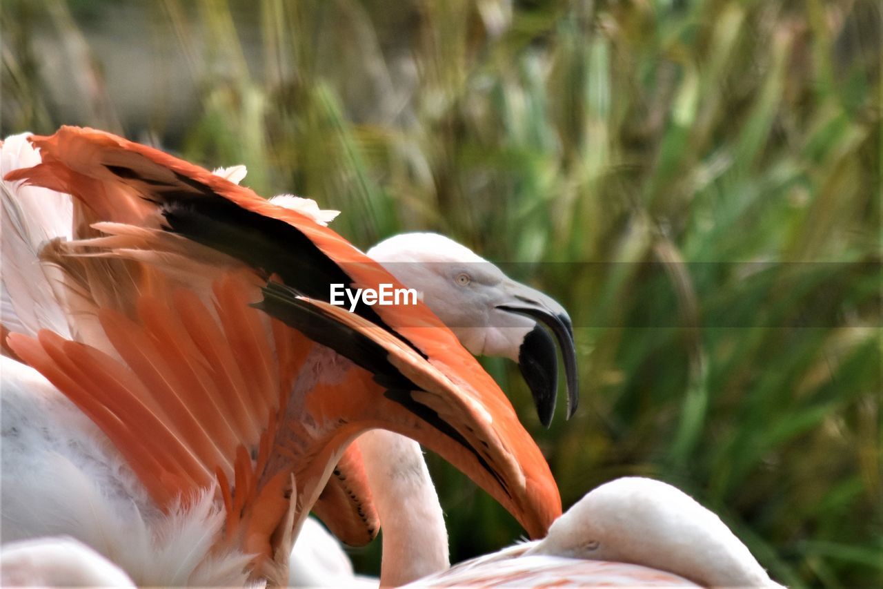 Close-up of a flamingo