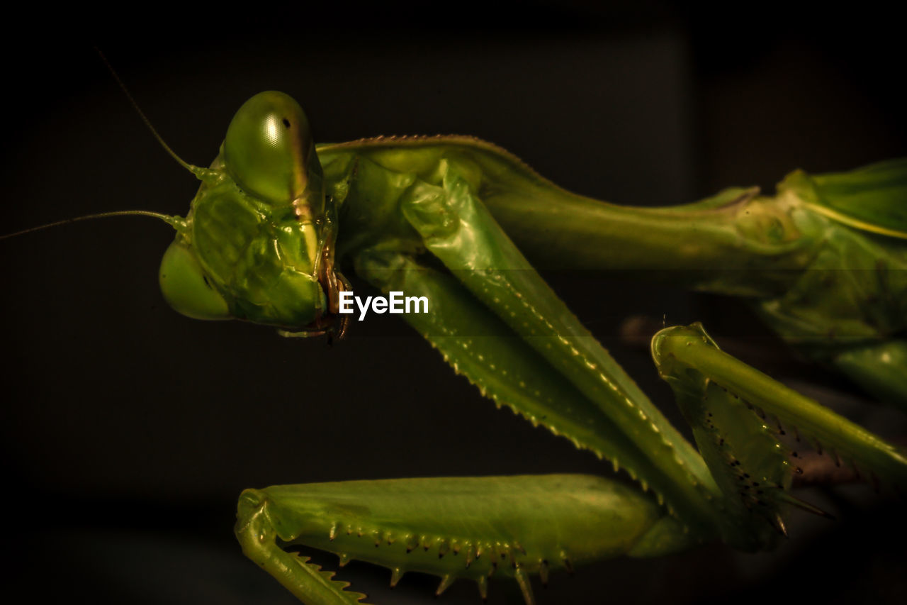 Close-up of praying mantis